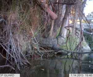 Possible water ripple from Platypus